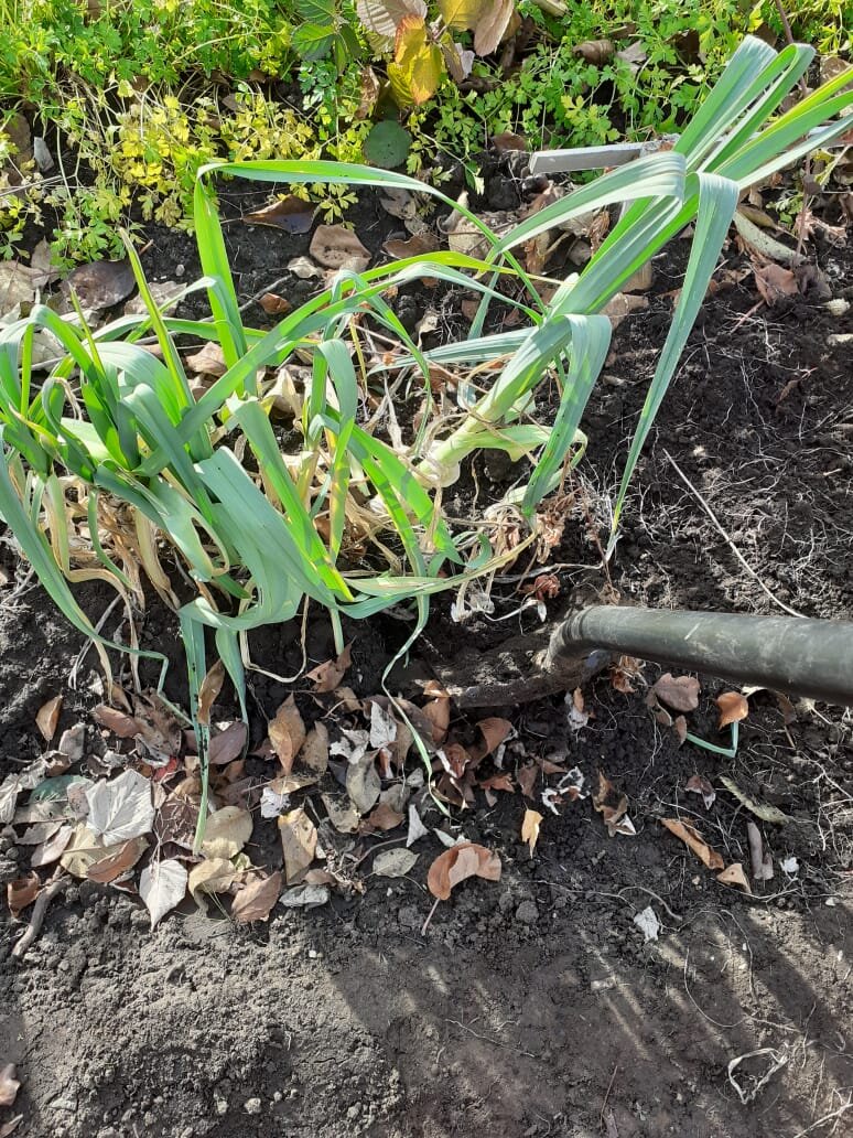 корни у порея очень мощные, приходится копать лопатой