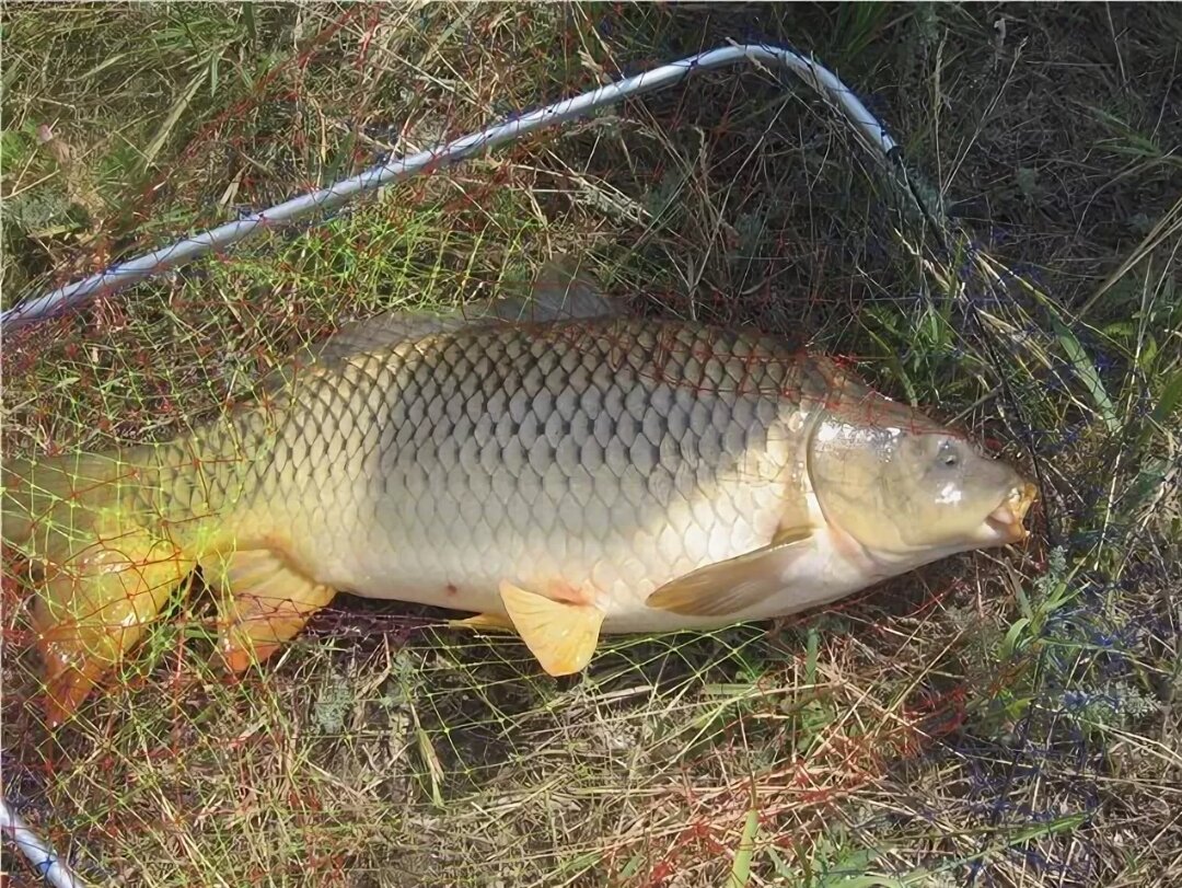сазан речной карп. донской сазан фото. сазан дон. сазан на дону. рыбалка на сазана.