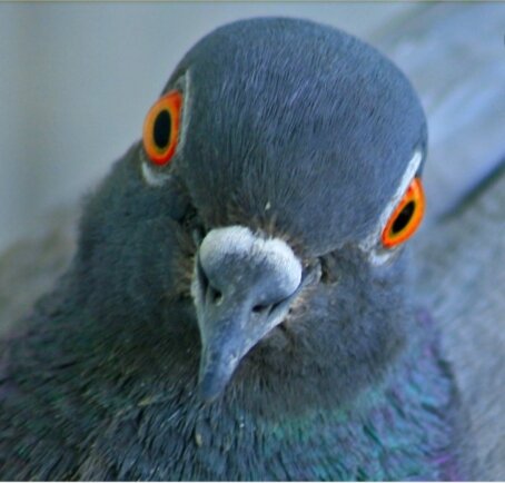 Фото - интернет.