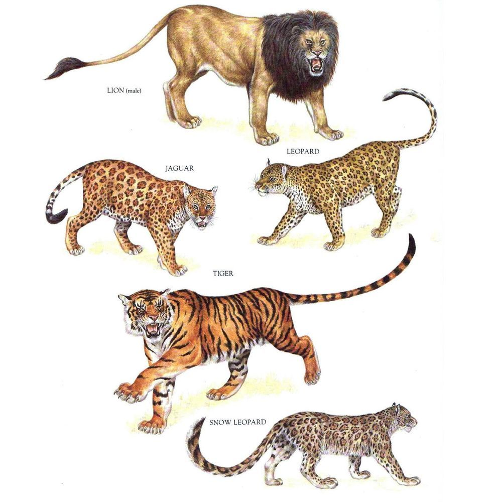 Изображение каких животных. Тигр Лев леопард гепард Ягуар Рысь и Пума. Тигрлевпумагеапрдлеоапрдягар. Тигр леопард гепард. Ягуар Тигар леопард Гепар.