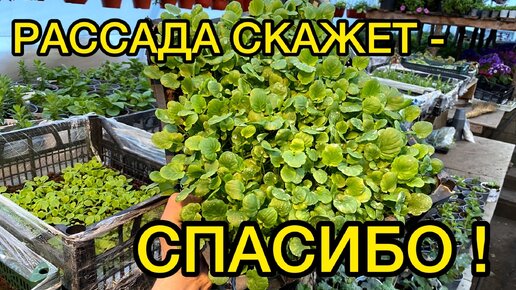 Подкормки маленькой рассады для бурного роста! Обзор нужных препаратов.