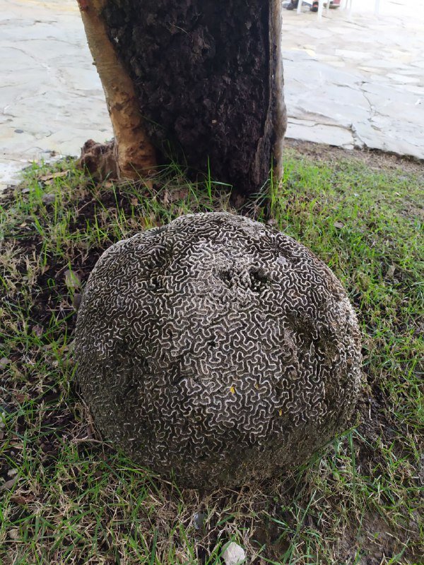 Здесь даже камни похожи на мозги) Фото из личного архива