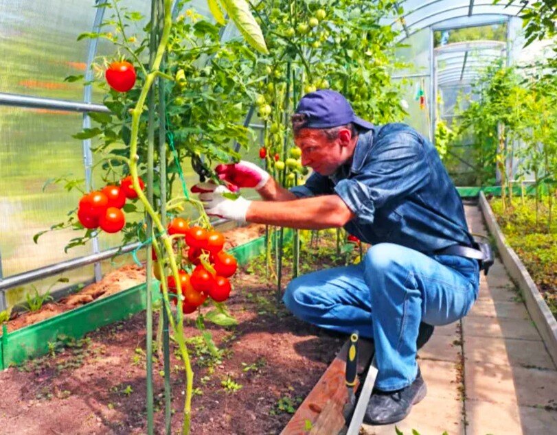 А это мы с мужем в теплице работаем