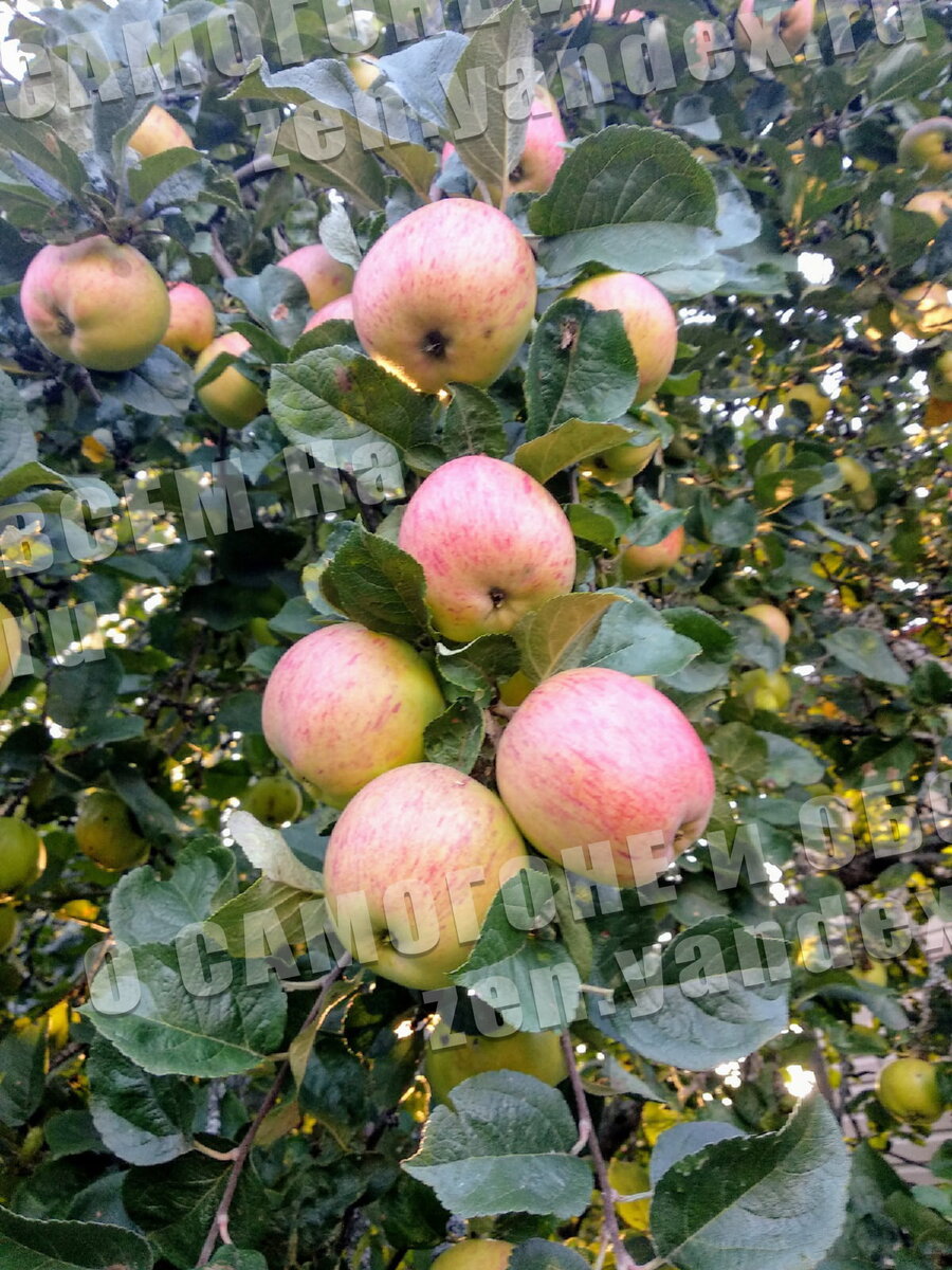 Брага из яблок без дрожжей — рецепт и правила приготовления
