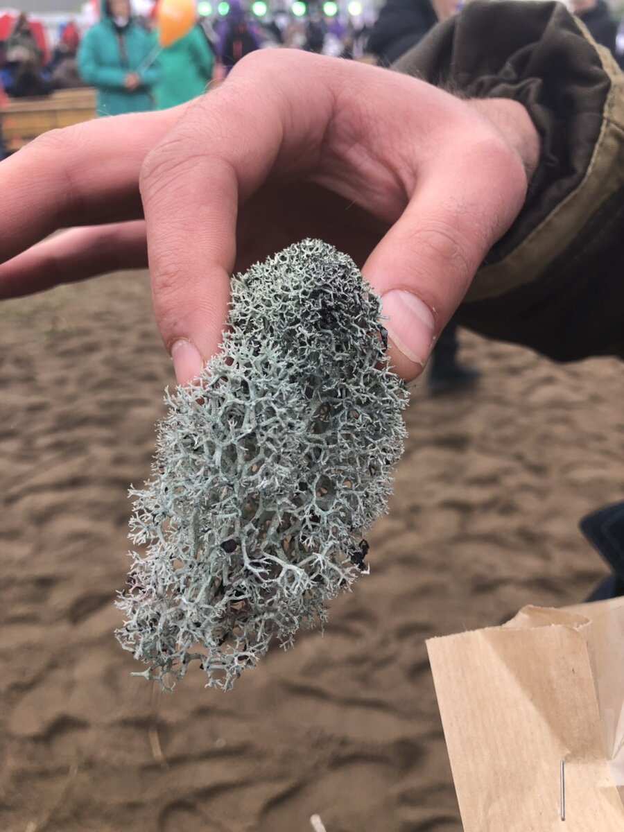 А вы знали что ягель — это лишайник, который полезен к приёму для взрослых людей всех возрастных групп, а также маленьких детей, страдающих от острых и хронических заболеваний дыхательной системы, оранов желудочно-кишечного тракта, печени. Так вот, на кольском полуострове можно попробовать чипсы из ягеля со вкусом клубники, черники, малины и даже морошки. Изготавливают его путём вымачивания в натуральном сиропе соответствующего вкуса.