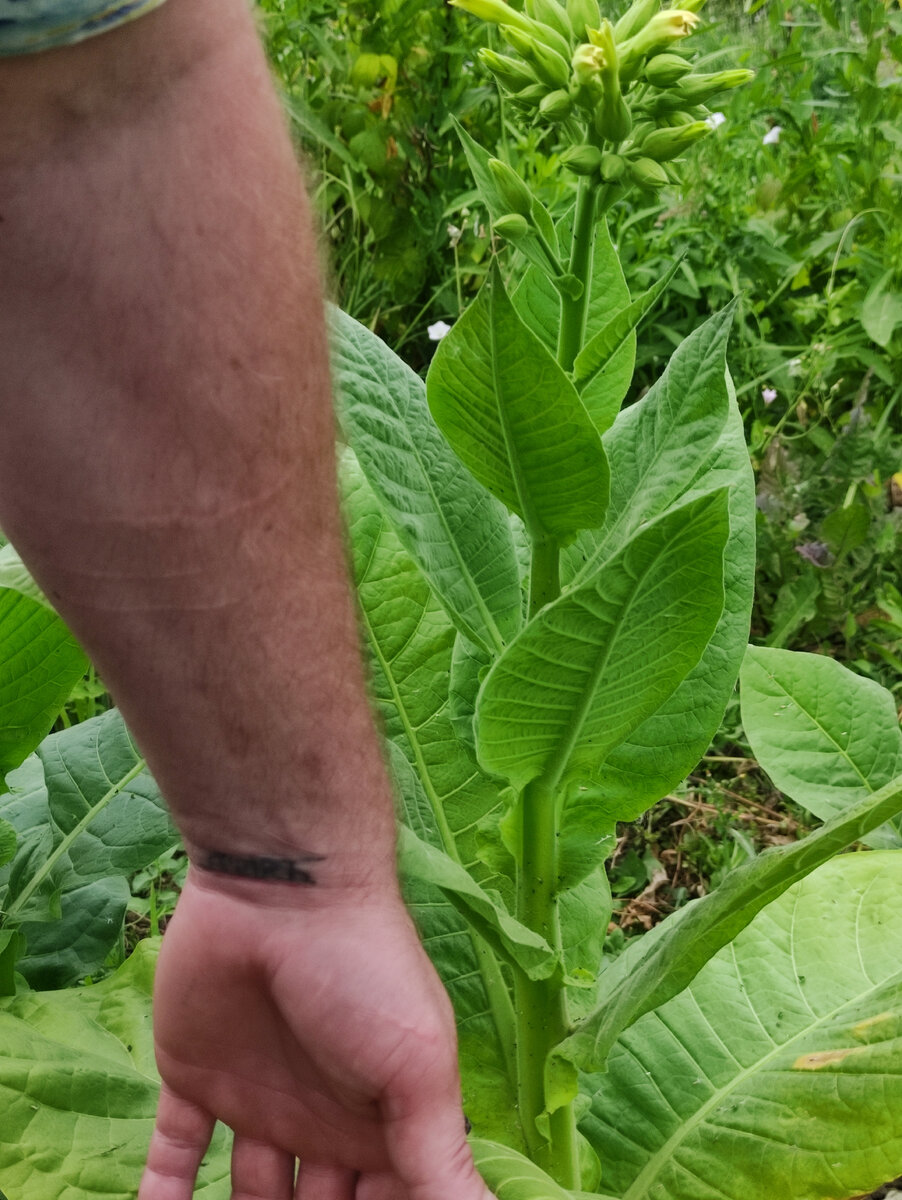 Кончики пальцев на нижнем листе.