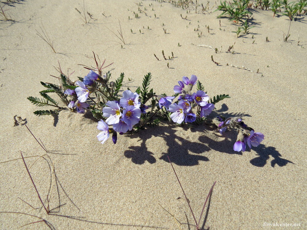 Синюха северная, побережье Карского моря, Гыданский полуостров
