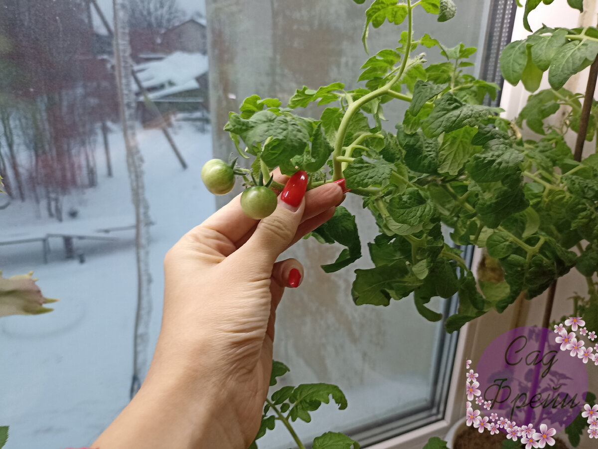 Идея вырастить Помидоры 🍅 на окне осенью/зимой под лампой была  самонадеянной и не совсем хорошей | Сад Фрейи | Дзен