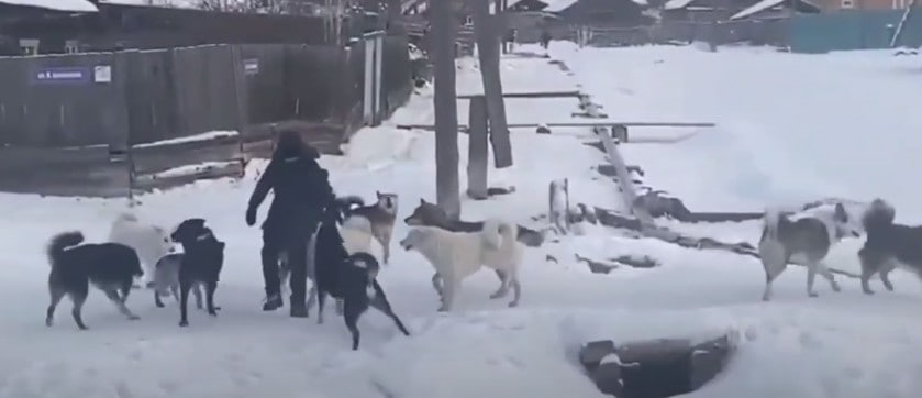 Сон напала стая собак. Стая бродячих собак нападает.