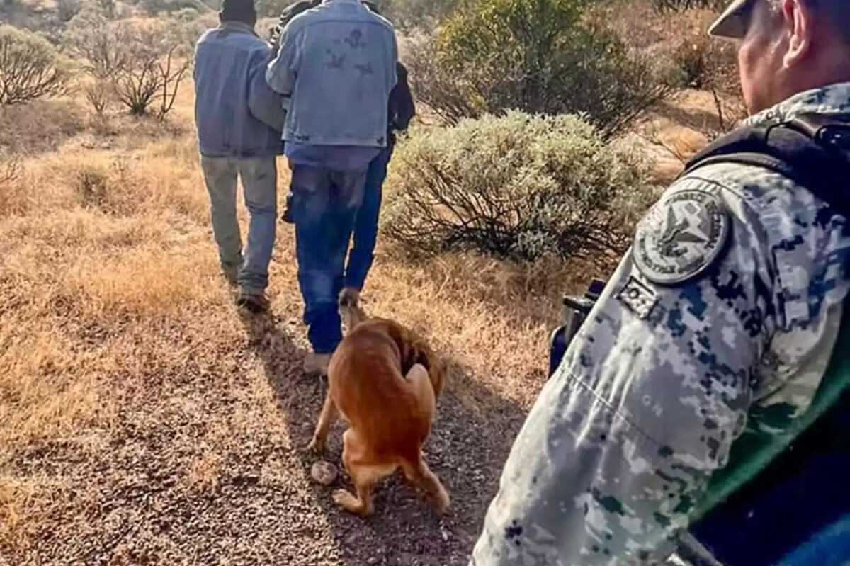     Спасатели не могли найти пропавшего мужчину неделю. Это смог сделать лишь его пес
