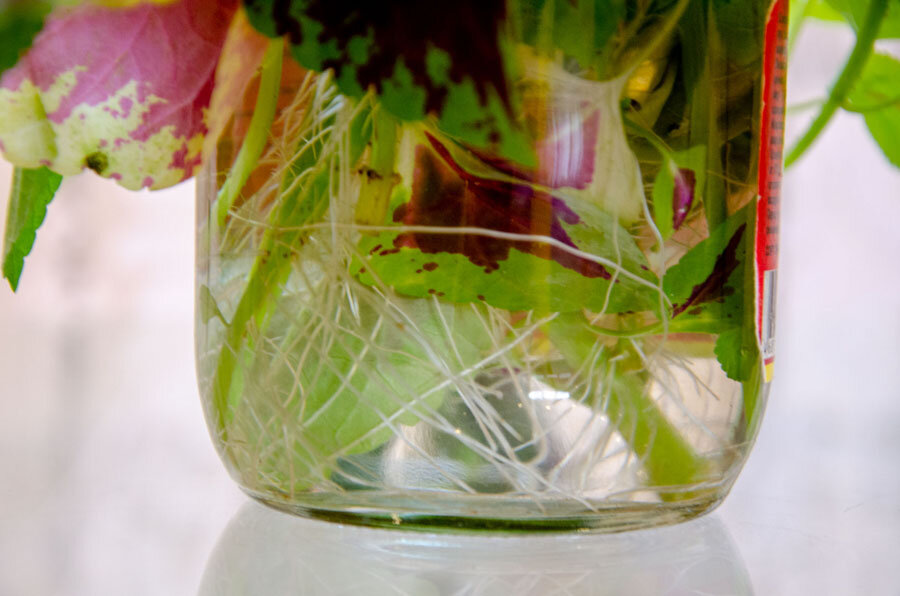 Черенки колеусов дали корни