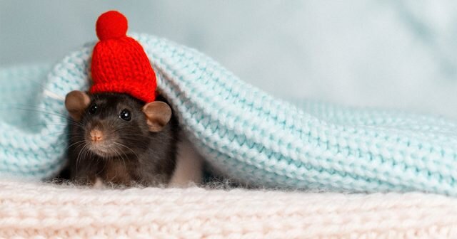 Гуманный способ борьбы с грызунами — ловушки для мышей своими руками: как смастерить и использовать