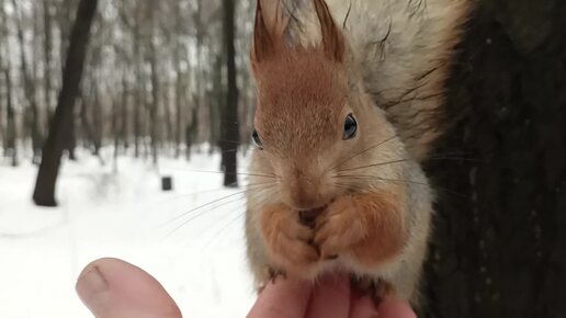 Дождь. Кормлю Того Самого бельчонка