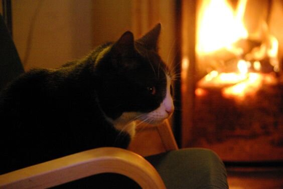 биокамин личная история