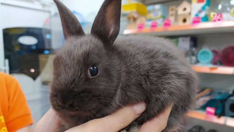 Фото: Дарья Куличенко / ИА «Победа26»