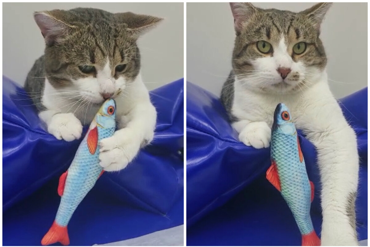 Все еще бездомный символ наступающего года - котик Васенька 