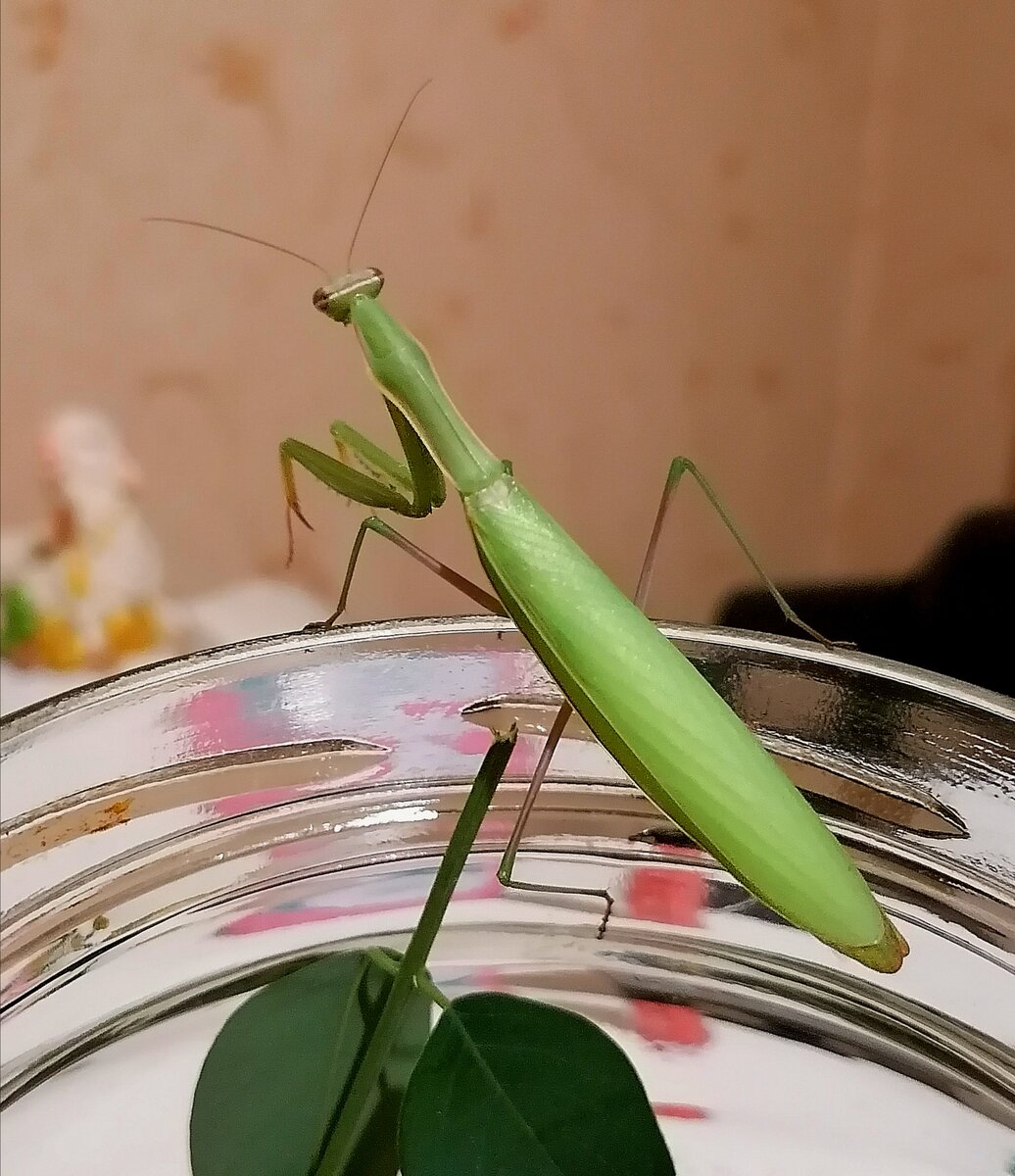 Мой богомол (уже не мой, правда). 