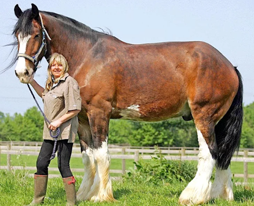 самые большие лошади в мире