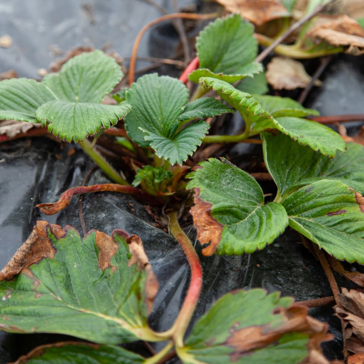 Фото: Mikko Savolainen / Yle 