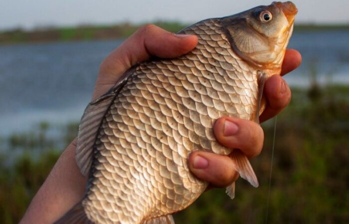 Ловля карася на мормышку: секреты и особенности рыбалки на мормышечный прикорм