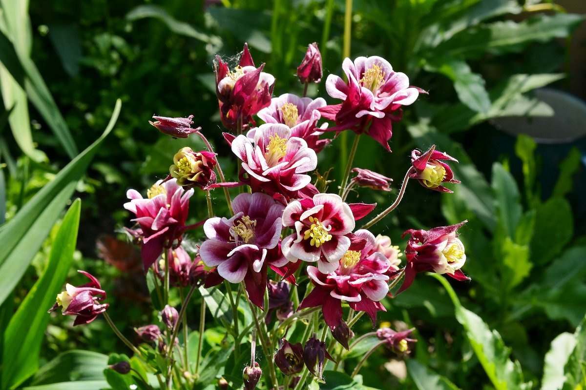 Источник фото: ramenye33.ru