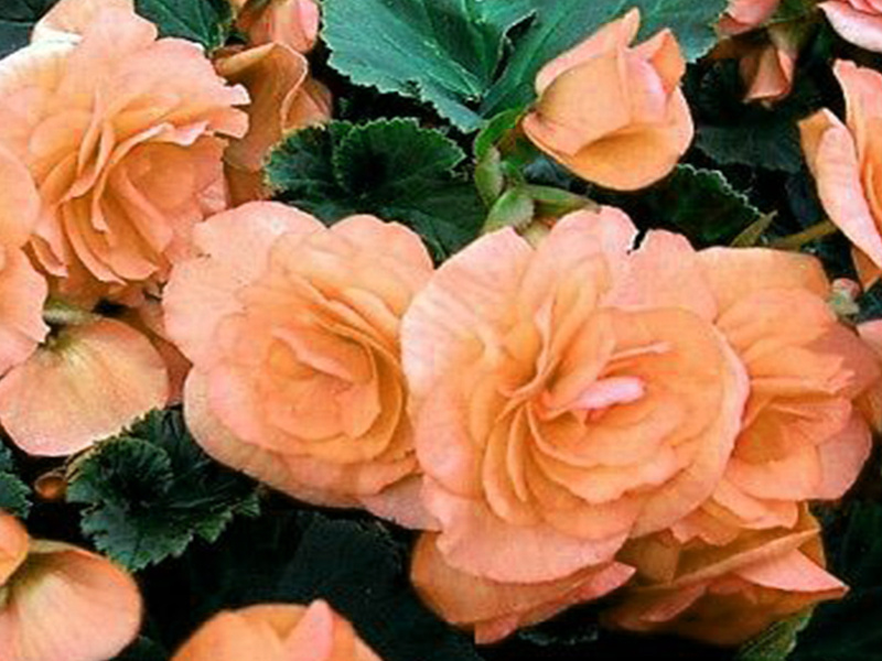 Бегония не цветет