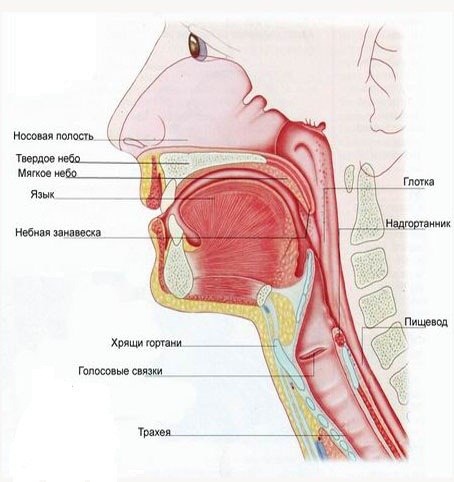 Схема строения нашего горла