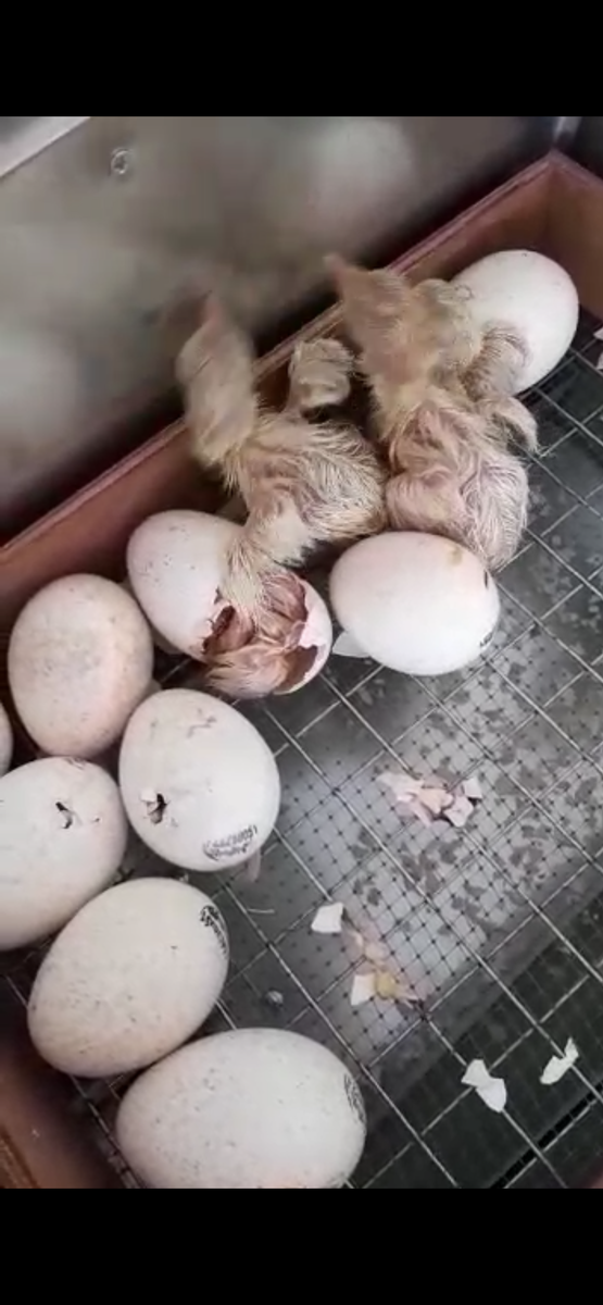 (Сделала скрин из видео-его выложу следующим постом )