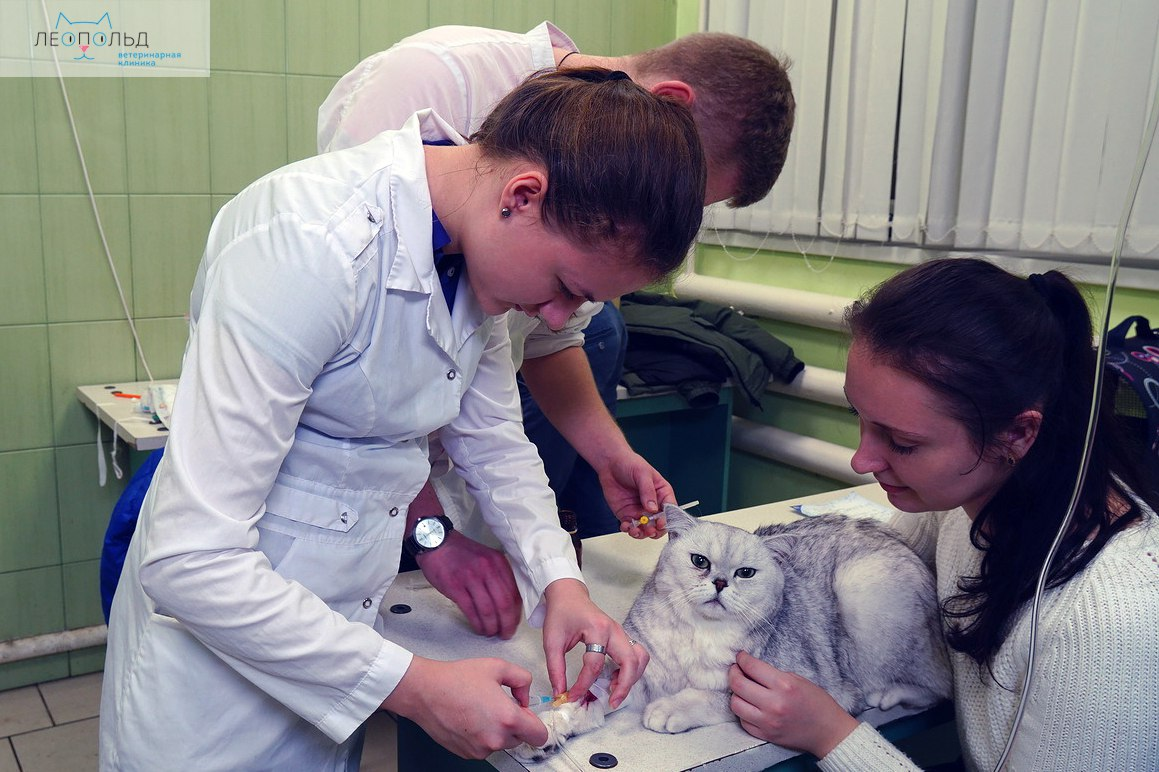 Иногда этим девочкам и мальчикам приходится "откачивать" не только животных, но и их хозяев... (Фото взято из группы "Ветеринарная клиника "Леопольд" в Курске" в ВКонтакте).