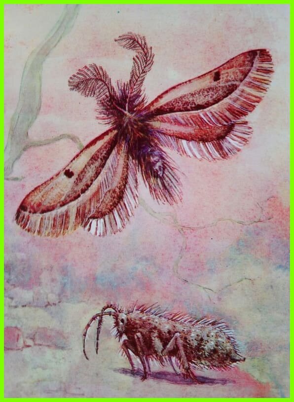 Butterflies 1975. Бескрылая бабочка Пяденица. Открытки с насекомыми