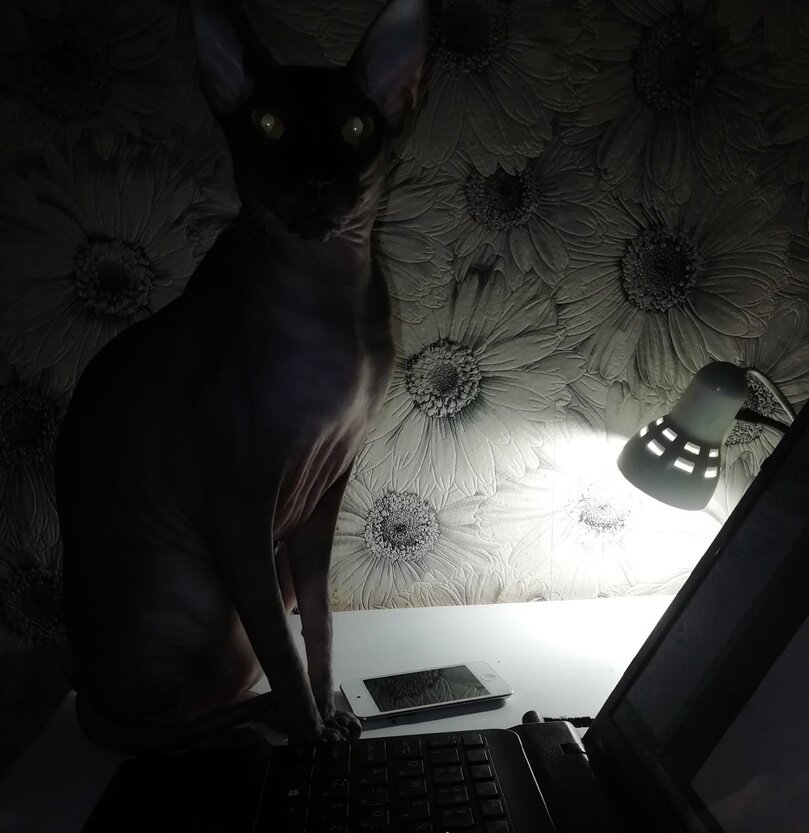 Мой комнатный демон и бессменный соавтор канала ВЕЧЕРНИЕ СКАЗКИ))