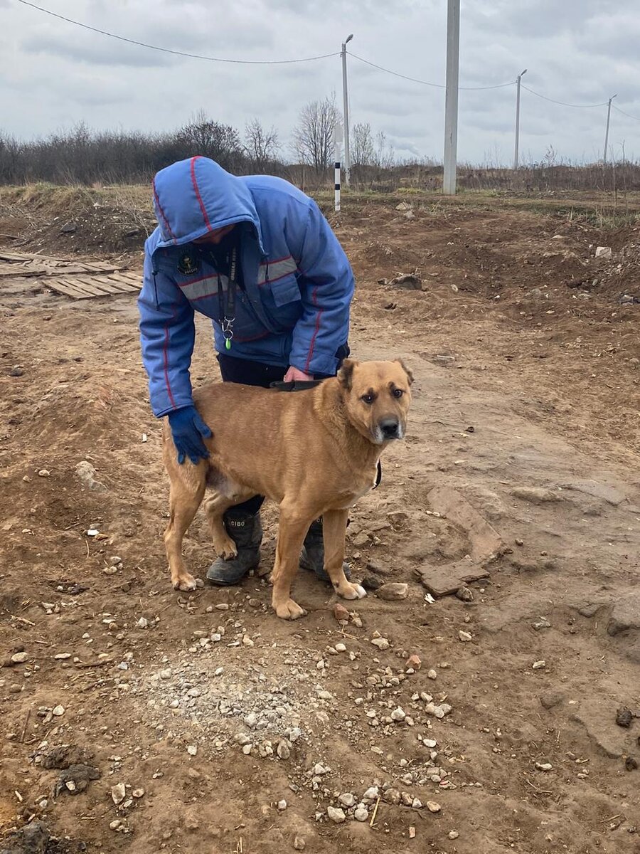 Решили забрать на передержку в Фонд, кроткий мальчик послушно пошел за незнакомыми людьми в машину.