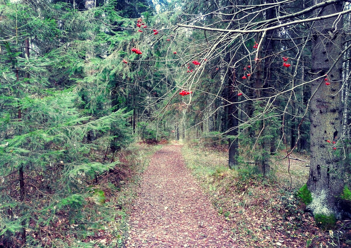 Тропка в Ново-Кавголовском лесопарке