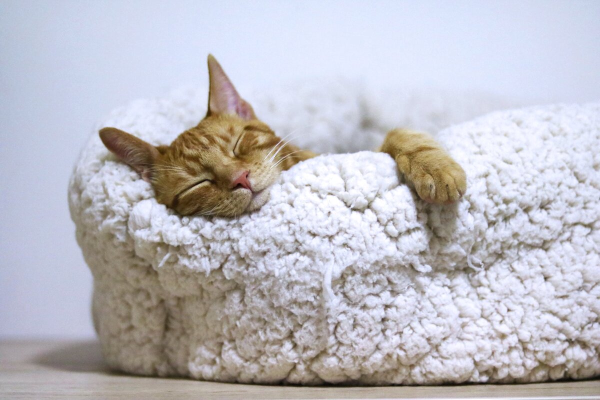 https://www.pexels.com/photo/orange-cat-sleeping-on-white-bed-1560424/