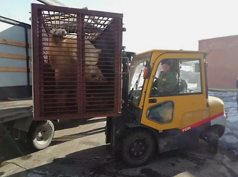 Медведицу Аврору разгружают после 3-дневного переезда из Красноярска на территории зоопарка Удмуртии. 6 марта 2020 года. Фото: udm-zoo.ru