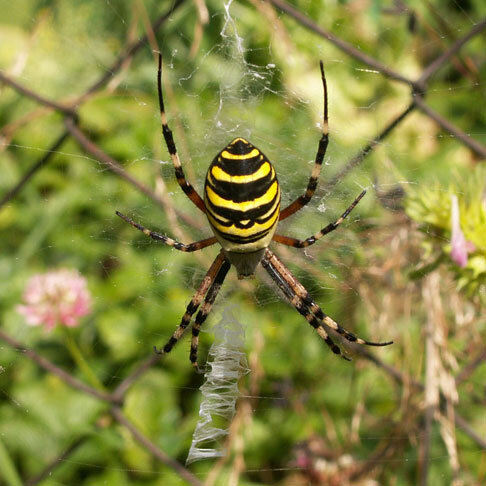 Паук Оса или (Argiope bruennichi) Аргиопа Брюнниха