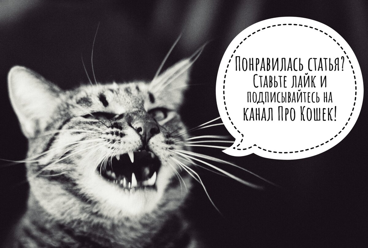 Причины, по которым кошки не приживаются, часто уходят из дома или умирают