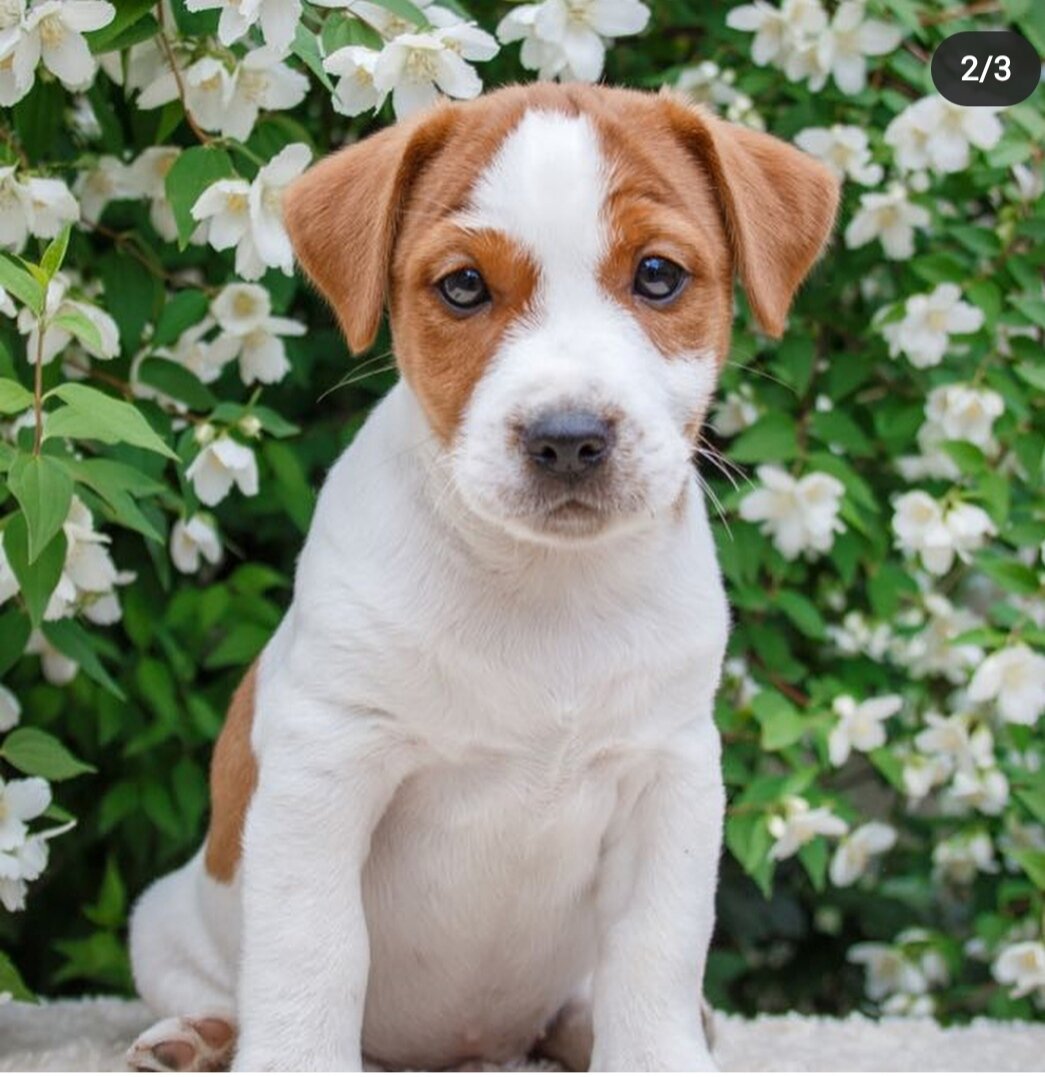 Декстер при знакомстве с нами!