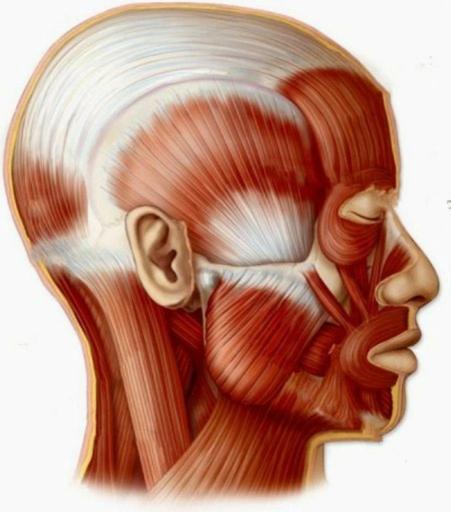 Мышцы головы сзади анатомия