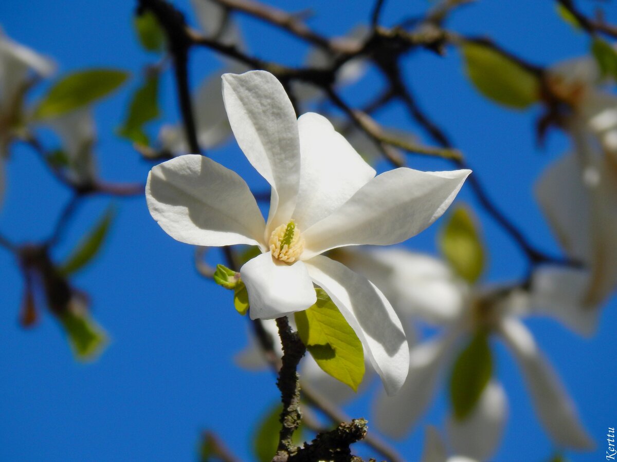 Магнолия зведчатая