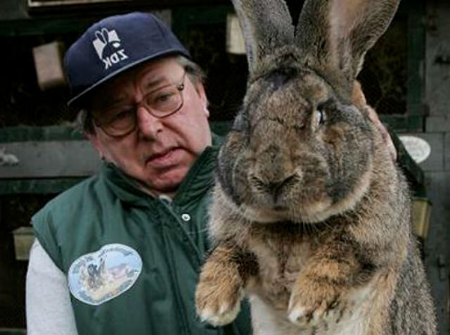 Зайцу нужно было. Американский кролик. Кролик великан. Кролик великан таджикский. Крупные кролики фото.