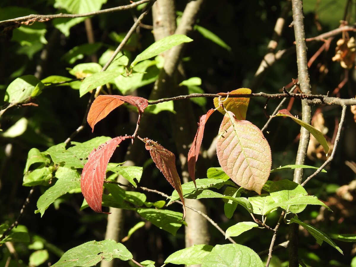 В парке "Дрозды" как оказалось были не все минчане, а он прекрасен! | О ...