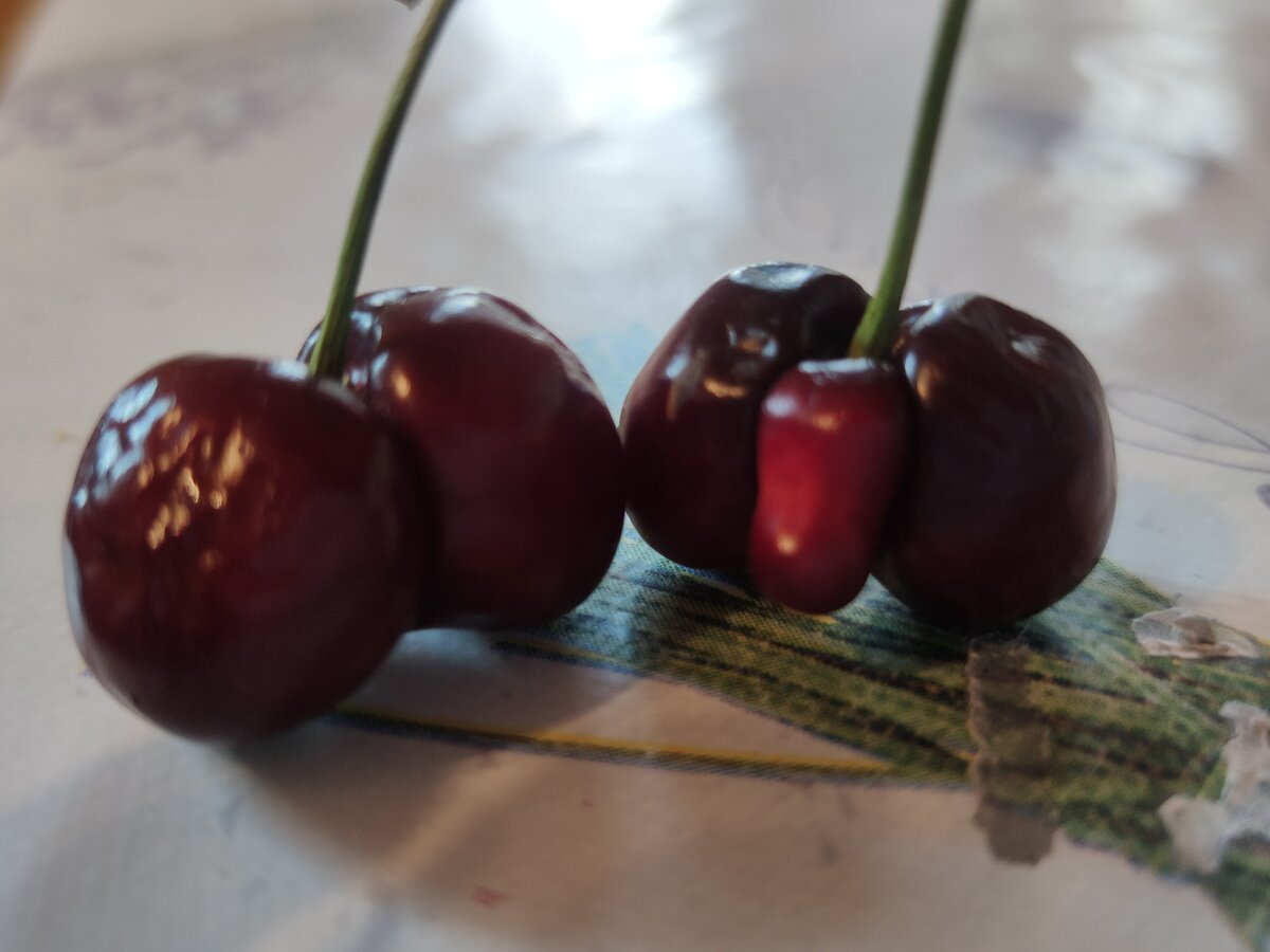 Черешня, из личного архива