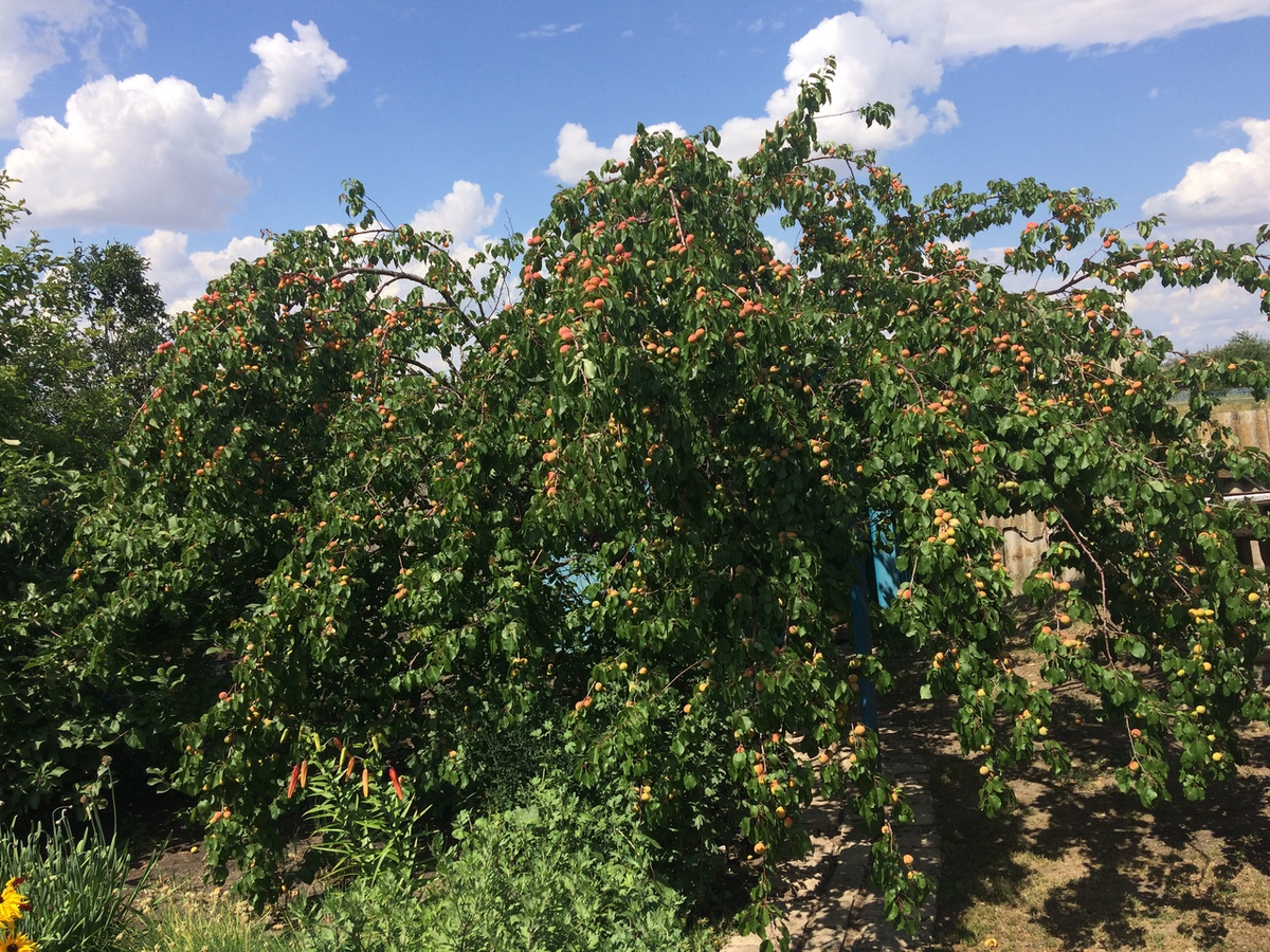 раскидистая яблонька