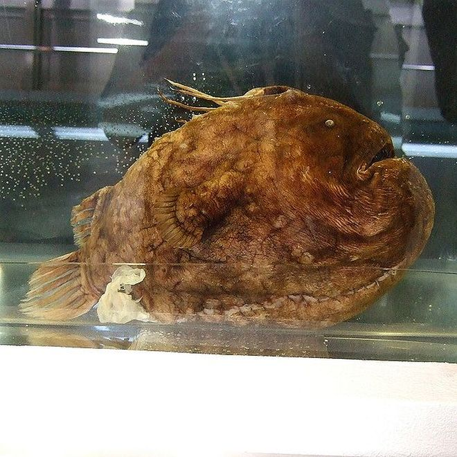 Источник фото - www.inokean.ru