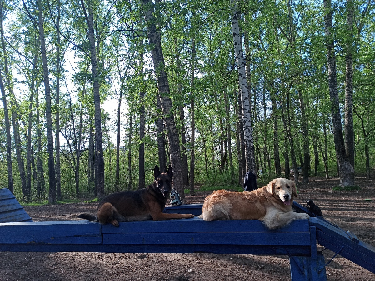 Малинуа и ретривер , абсолютно разные по шаблонному восприятию породы.