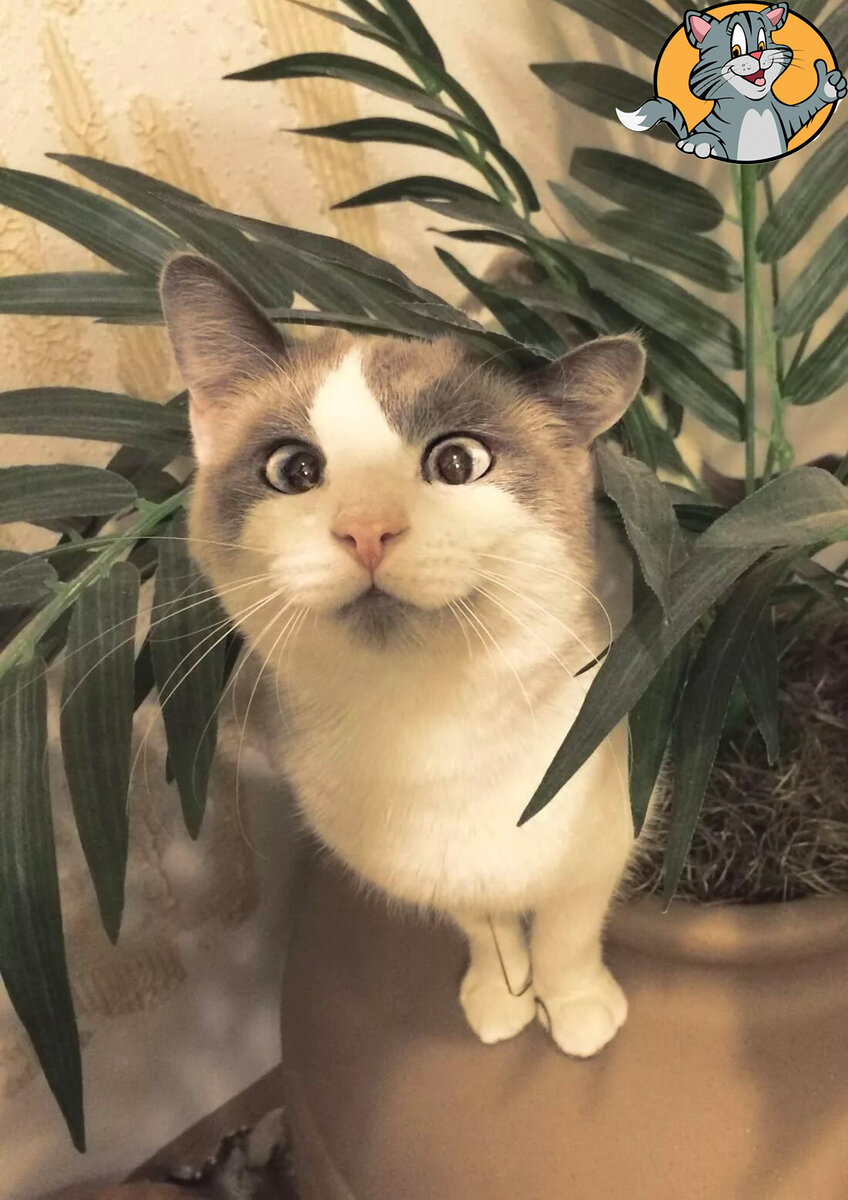 Кот в цветке. Фото из открытых источников. 