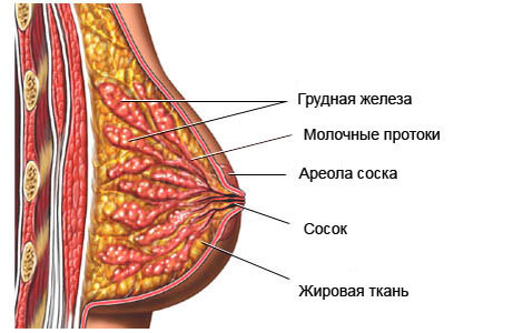 Железистая гиперплазия эндометрия: симптомы, причины и методы лечения