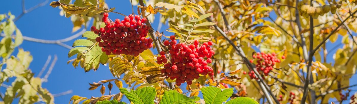 Осенние мотивы