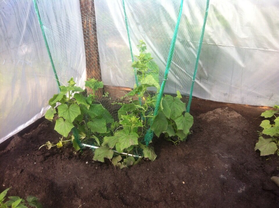 Корнишоны, сколько труда занимает вырастить хороший урожай